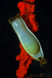 Catshark Egg Nikon D80, 60mm by Andy Kutsch 
